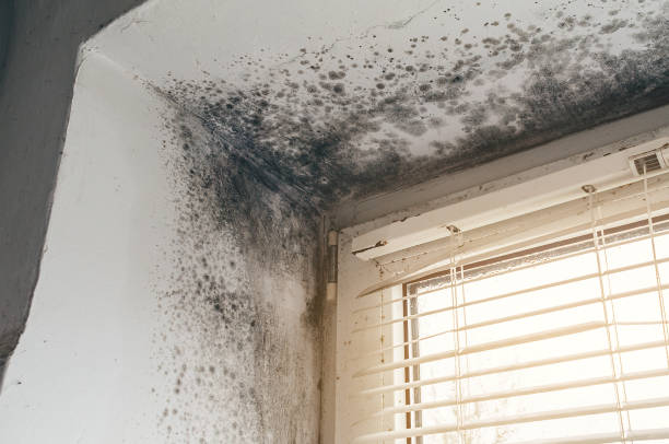 Affordable Mold Cleanup solutions in Graham, WA