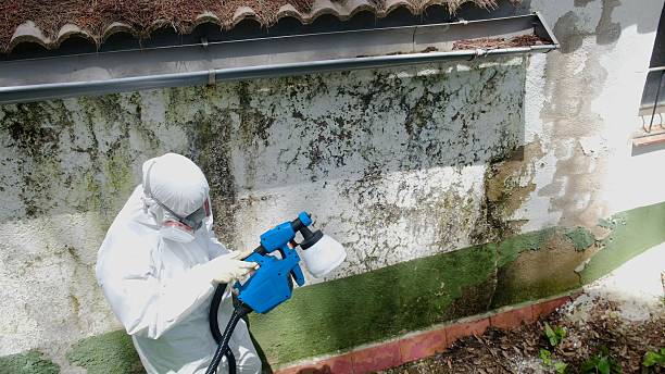 Top rated local Mold Cleanup specialists in Graham, WA